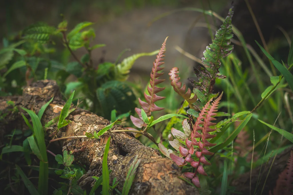 Close-up of a textured log surrounded by vibrant green ferns and reddish-pink foliage in a lush, natural setting. This image is featured on the ANA Pacific Region website. Photo by Jeff Chun-Lum.