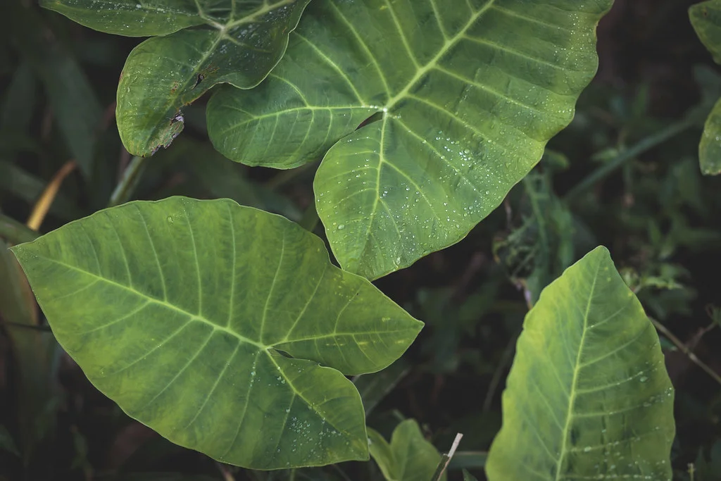 Lush, green taro leaves with prominent veins and water droplets, showcasing the beauty of tropical foliage. This image is featured on the ANA Pacific Region website.